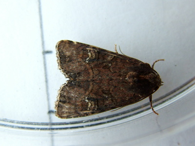 Common Rustic
